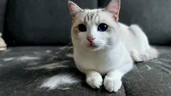 Senza aspirapolvere né rullo adesivo: un trucco geniale per mantenere i mobili puliti dal pelo del gatto