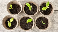 Come accelerare la germinazione dei semi: 4 metodi per un raccolto straordinario