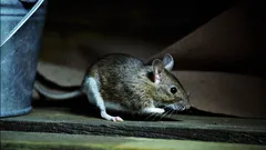 Basta una fessura di soli 6 mm perché un topo entri in casa: controlla questi punti nella tua abitazione