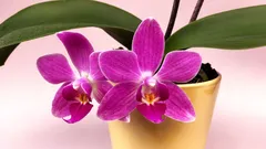L’orchidea non fiorisce? Un ingrediente economico può aiutare, ma solo se usato nel modo giusto