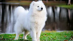 Otto delle razze di cani più rare e costose al mondo: caratteristiche e curiosità