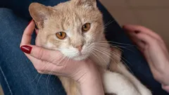 Per tutto questo tempo non avete capito il vostro gatto: 5 miti comuni sui gatti in cui credete ancora