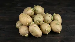 Si possono mangiare le patate germogliate o è meglio buttarle?