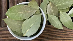 Perché le persone mettono foglie di alloro nei vasi delle piante d'appartamento?