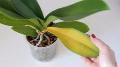 Perché le orchidee ingialliscono: segnali e soluzioni efficaci per risolvere il problema