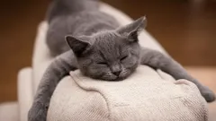 Dì addio al pelo degli animali domestici: il trend sui social che renderà la tua casa più pulita