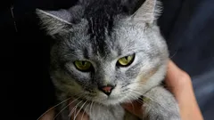 Perché il gatto di casa non ama la presenza di altri gatti: gli esperti indicano 6 possibili motivi