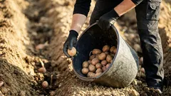 Cosa mettere nella buca delle patate per farle crescere meglio: 5 aggiunte e dosi