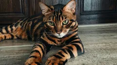 Quali sono le razze di gatti più costose: gli esperti hanno stilato una lista di 6 specie