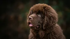 Razze di cani silenziose: quali razze non abbaiano quasi mai?