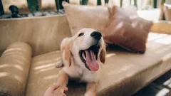 Perché il cane abbaia senza motivo: le cause più comuni spiegate in modo semplice