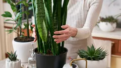 Come eliminare la muffa in casa: 5 piante da appartamento che aiutano in caso di elevata umidità