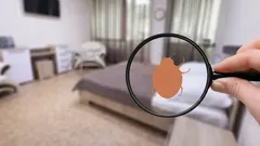 Come proteggersi dalla comparsa delle cimici dei letti con rimedi casalinghi efficaci