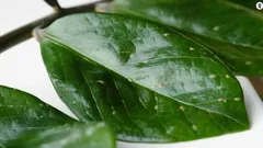 Cocciniglia a scudetto sulle piante da appartamento: come riconoscerla ed eliminare il parassita