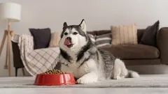 Perché il cane ringhia mentre mangia? Cause, segnali e cosa fare in questa situazione