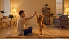 Perché il cane ha smesso di giocare: 4 cause comuni e cosa fare come proprietario