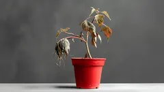 Un semplice rimedio casalingo per ravvivare le piante appassite: 3 ingredienti che hai già in cucina