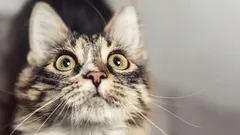 Quali segnali danno i gatti prima che in casa accada una disgrazia: fate attenzione