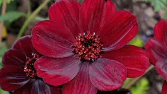 La pianta dal profumo di cioccolato che pochi conoscono