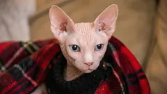 Misteriosi e aggraziati: come sono nati i gatti Sphynx e perché sono senza pelo