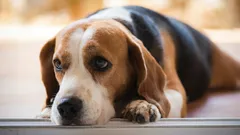 Cosa prova il tuo cane quando gli urli contro, secondo gli esperti