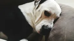 È vero che un cane può serbare rancore verso il suo padrone?