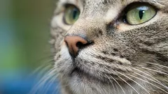 Perché cambia il colore del naso del gatto? 3 motivi che ogni proprietario dovrebbe conoscere