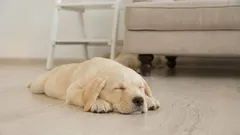 Perché i cani girano in tondo prima di addormentarsi: la risposta può sorprendere molti