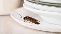 Così si comporta il 99% delle persone: ecco perché gli scarafaggi compaiono anche negli appartamenti puliti