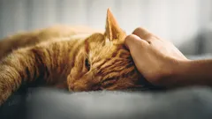 I gatti sanno piangere? Come capire se l’animale è triste o sta male