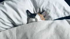 Dimentica l’insonnia: 8 metodi pratici per addormentarti più velocemente di notte