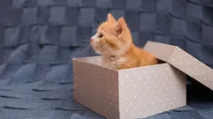 Non indovinerai mai perché i gatti amano così tanto le scatole di cartone