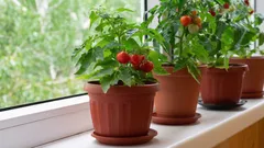 Cinque piante poco impegnative da coltivare su un piccolo balcone o sul davanzale