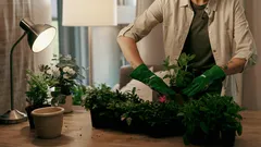 5 segnali che la tua pianta da appartamento ha urgente bisogno di essere rinvasata e di un cambio di terriccio