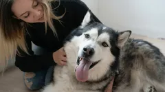 Dove è meglio accarezzare un cane per fargli provare il massimo piacere?