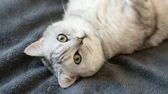 A che età un gatto diventa adulto?