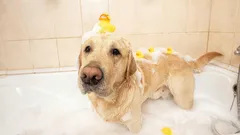 Cosa evitare assolutamente quando fai il bagno al tuo cane: ogni proprietario deve saperlo